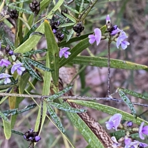 Glycine clandestina at Jerrabomberra, NSW - 22 Sep 2022 04:56 PM