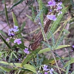 Glycine clandestina at Jerrabomberra, NSW - 22 Sep 2022