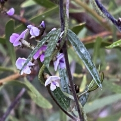 Glycine clandestina at Jerrabomberra, NSW - 22 Sep 2022