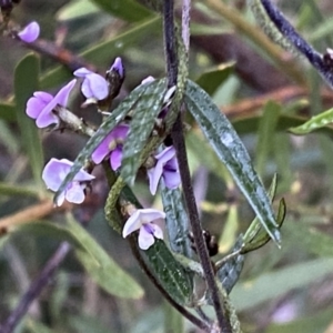 Glycine clandestina at Jerrabomberra, NSW - 22 Sep 2022 04:56 PM