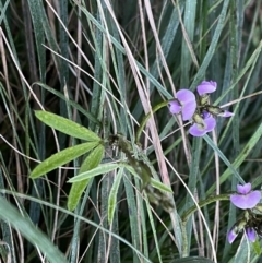 Glycine clandestina at Jerrabomberra, NSW - 22 Sep 2022 04:56 PM