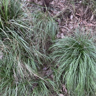 Nassella neesiana (Chilean Needlegrass) at Jerrabomberra, NSW - 22 Sep 2022 by SteveBorkowskis