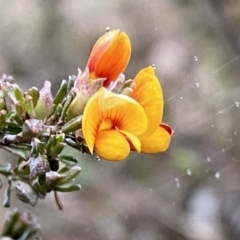 Pultenaea microphylla (Egg and Bacon Pea) at Jerrabomberra, NSW - 22 Sep 2022 by Steve_Bok