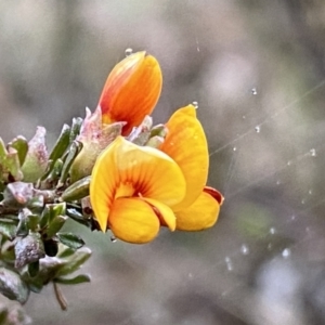 Pultenaea microphylla at Jerrabomberra, NSW - 22 Sep 2022 04:48 PM