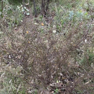 Pultenaea microphylla at Jerrabomberra, NSW - 22 Sep 2022