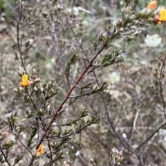 Pultenaea microphylla at Jerrabomberra, NSW - 22 Sep 2022 04:48 PM