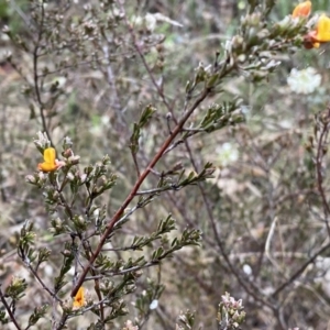 Pultenaea microphylla at Jerrabomberra, NSW - 22 Sep 2022 04:48 PM