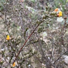 Pultenaea microphylla at Jerrabomberra, NSW - 22 Sep 2022