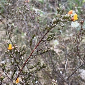 Pultenaea microphylla at Jerrabomberra, NSW - 22 Sep 2022 04:48 PM