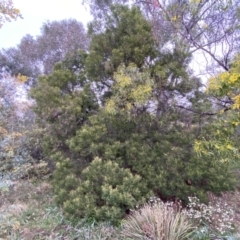 Acacia mearnsii (Black Wattle) at Jerrabomberra, NSW - 22 Sep 2022 by SteveBorkowskis