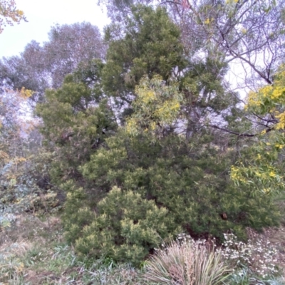 Acacia mearnsii (Black Wattle) at QPRC LGA - 22 Sep 2022 by Steve_Bok