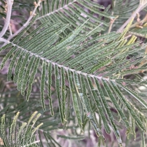 Acacia mearnsii at Jerrabomberra, NSW - 22 Sep 2022