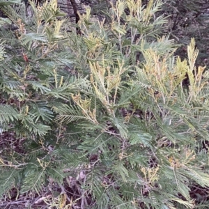 Acacia mearnsii at Jerrabomberra, NSW - 22 Sep 2022