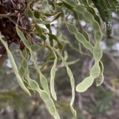 Acacia mearnsii at Jerrabomberra, NSW - 22 Sep 2022