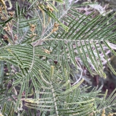 Acacia mearnsii at Jerrabomberra, NSW - 22 Sep 2022