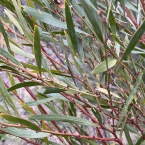 Daviesia mimosoides subsp. mimosoides at Jerrabomberra, NSW - 22 Sep 2022