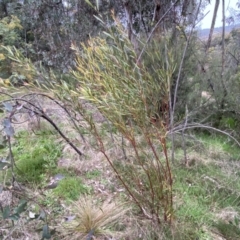 Daviesia mimosoides subsp. mimosoides at Jerrabomberra, NSW - 22 Sep 2022 04:44 PM