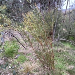 Daviesia mimosoides subsp. mimosoides at Jerrabomberra, NSW - 22 Sep 2022