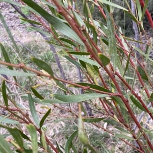 Daviesia mimosoides subsp. mimosoides at Jerrabomberra, NSW - 22 Sep 2022 04:44 PM