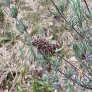 Lavandula stoechas at Jerrabomberra, NSW - 22 Sep 2022 04:43 PM