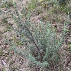 Lavandula stoechas at Jerrabomberra, NSW - 22 Sep 2022 04:43 PM