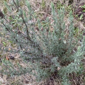 Lavandula stoechas at Jerrabomberra, NSW - 22 Sep 2022 04:43 PM