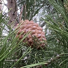 Pinus radiata (Monterey or Radiata Pine) at Jerrabomberra, NSW - 22 Sep 2022 by Steve_Bok