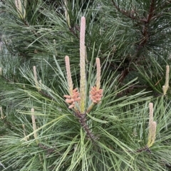 Pinus radiata at Jerrabomberra, NSW - 22 Sep 2022