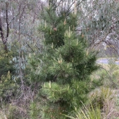Pinus radiata at Jerrabomberra, NSW - 22 Sep 2022