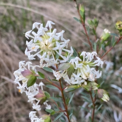 Pimelea linifolia subsp. linifolia (Queen of the Bush, Slender Rice-flower) at Jerrabomberra, NSW - 22 Sep 2022 by SteveBorkowskis