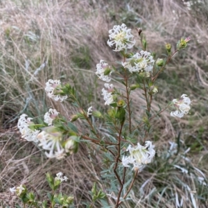 Pimelea linifolia subsp. linifolia at Jerrabomberra, NSW - 22 Sep 2022