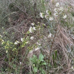 Pimelea linifolia subsp. linifolia at Jerrabomberra, NSW - 22 Sep 2022