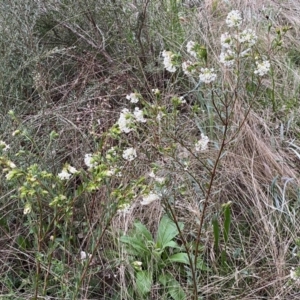 Pimelea linifolia subsp. linifolia at Jerrabomberra, NSW - 22 Sep 2022