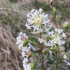 Pimelea linifolia subsp. linifolia at Jerrabomberra, NSW - 22 Sep 2022