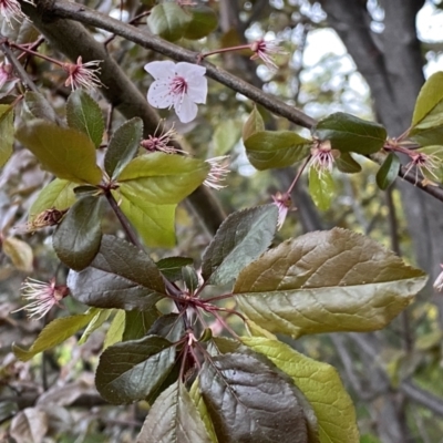 Prunus cerasifera (Cherry Plum) at Jerrabomberra, NSW - 22 Sep 2022 by Steve_Bok