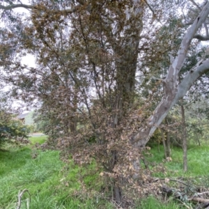 Prunus cerasifera at Jerrabomberra, NSW - 22 Sep 2022