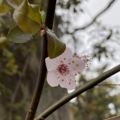 Prunus cerasifera at Jerrabomberra, NSW - 22 Sep 2022