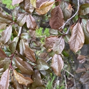 Prunus cerasifera at Jerrabomberra, NSW - 22 Sep 2022 04:39 PM