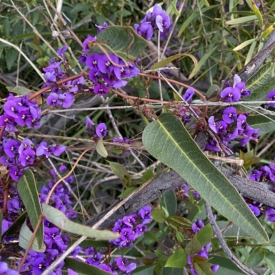 Hardenbergia violacea (False Sarsaparilla) at Jerrabomberra, NSW - 22 Sep 2022 by SteveBorkowskis