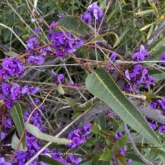 Hardenbergia violacea (False Sarsaparilla) at Jerrabomberra, NSW - 22 Sep 2022 by Steve_Bok