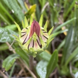 Gazania rigens at Jerrabomberra, NSW - 22 Sep 2022 04:37 PM