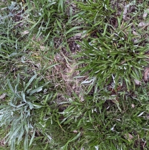 Gazania rigens at Jerrabomberra, NSW - 22 Sep 2022