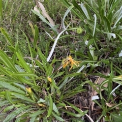 Gazania rigens at Jerrabomberra, NSW - 22 Sep 2022