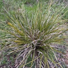 Lomandra longifolia (Spiny-headed Mat-rush, Honey Reed) at Jerrabomberra, NSW - 22 Sep 2022 by Steve_Bok