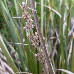 Lomandra longifolia at Jerrabomberra, NSW - 22 Sep 2022 04:35 PM