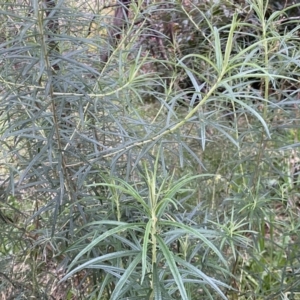 Cassinia longifolia at Jerrabomberra, NSW - 22 Sep 2022