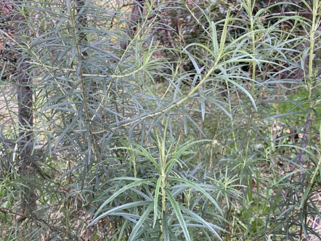 Cassinia longifolia at Jerrabomberra, NSW - 22 Sep 2022