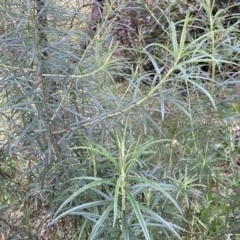 Cassinia longifolia (Shiny Cassinia, Cauliflower Bush) at Jerrabomberra, NSW - 22 Sep 2022 by Steve_Bok