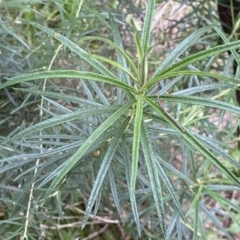 Cassinia longifolia at Jerrabomberra, NSW - 22 Sep 2022