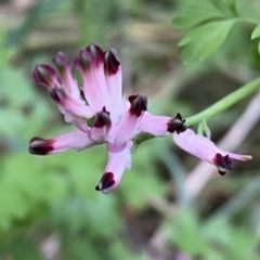 Fumaria muralis subsp. muralis (Wall Fumitory) at Jerrabomberra, NSW - 22 Sep 2022 by SteveBorkowskis